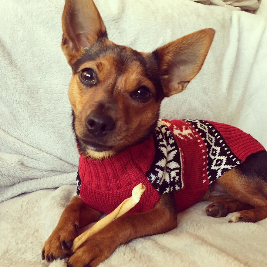 Dora Dog The Explorer Dora Dog The Explorer