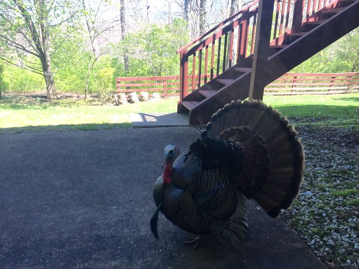 No Need To Go To The Store For Thanksgiving Dinner This Year