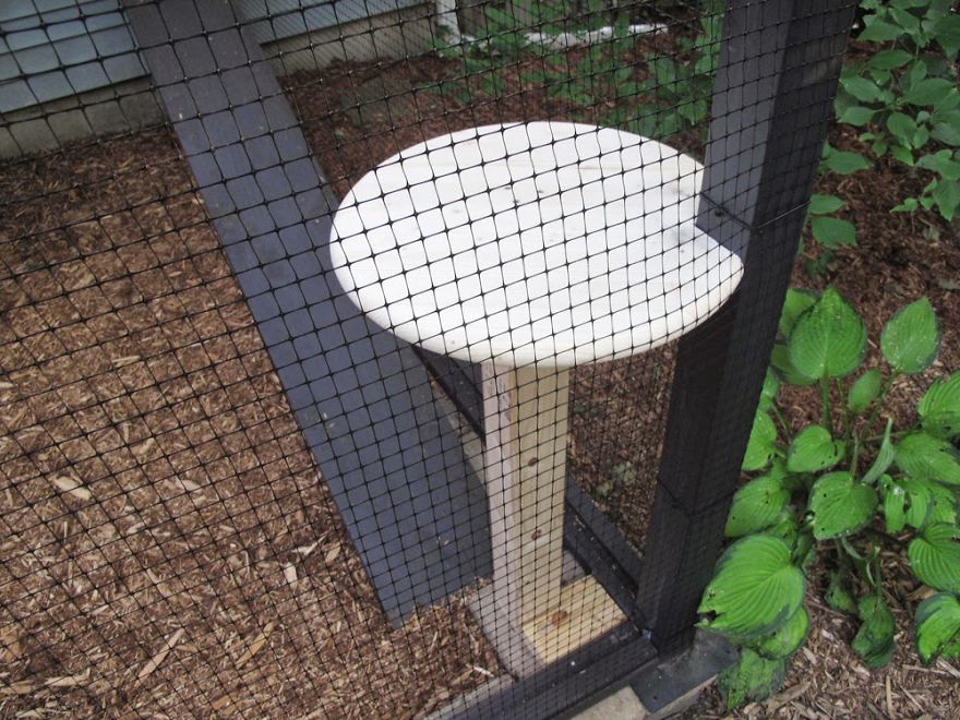 We Built A Beautiful Garden Catio For Our Formerly-Blind Bengal