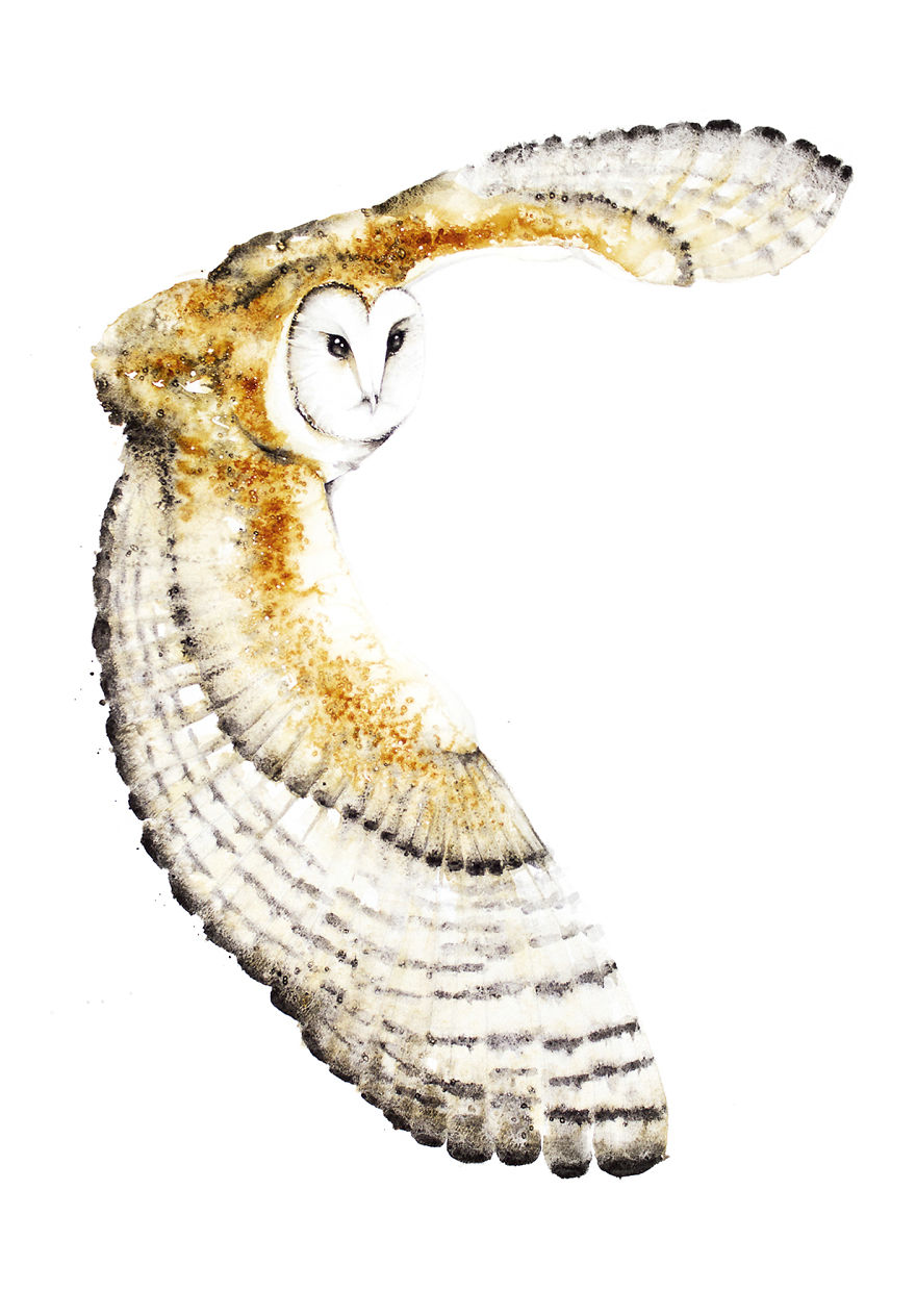 Barn Owl