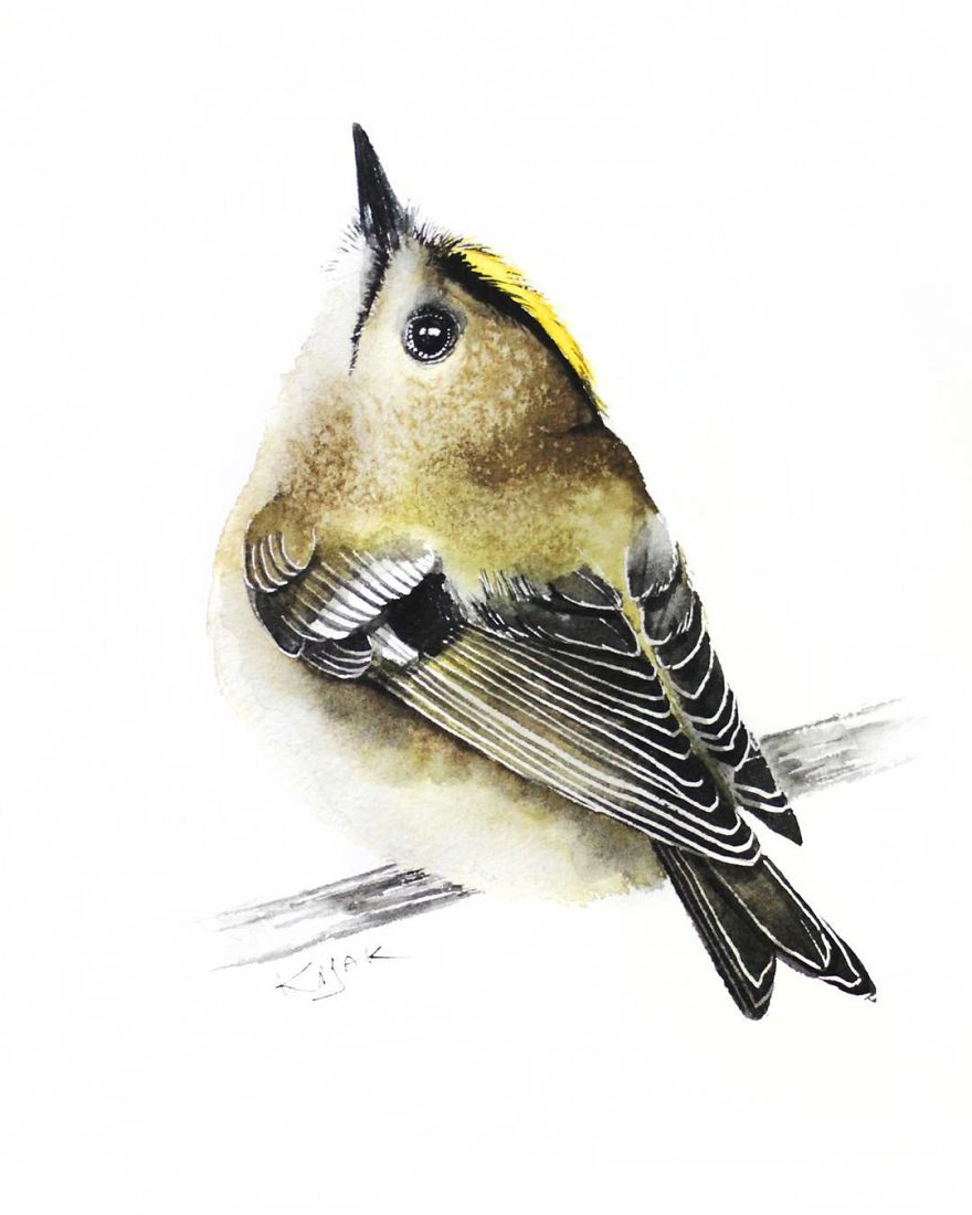 Goldcrest