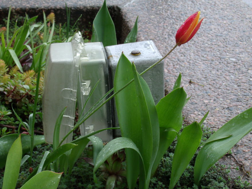 I Love Miniature Gardens!