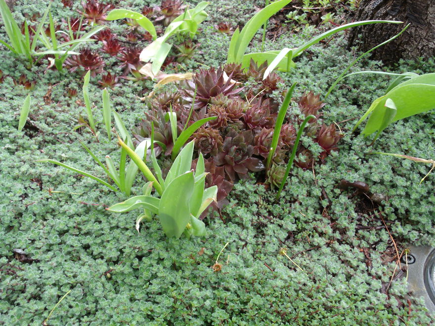 I Love Miniature Gardens!