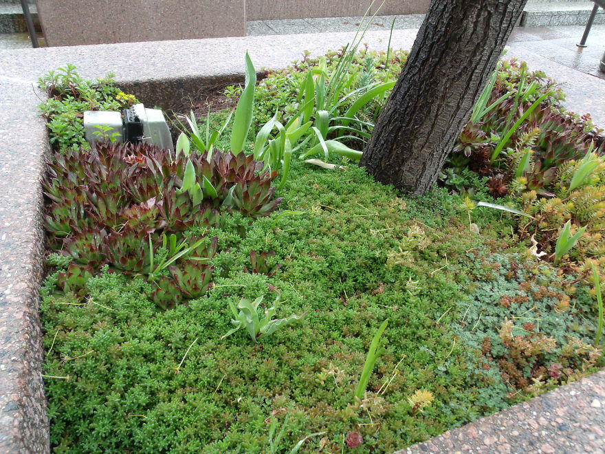 I Love Miniature Gardens!