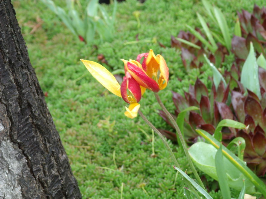 I Love Miniature Gardens!