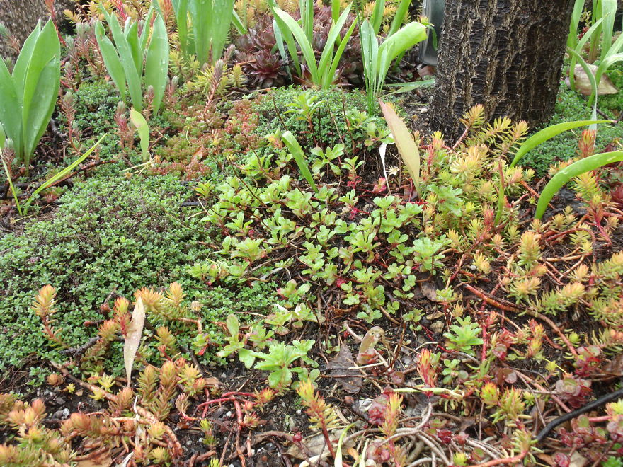 I Love Miniature Gardens!