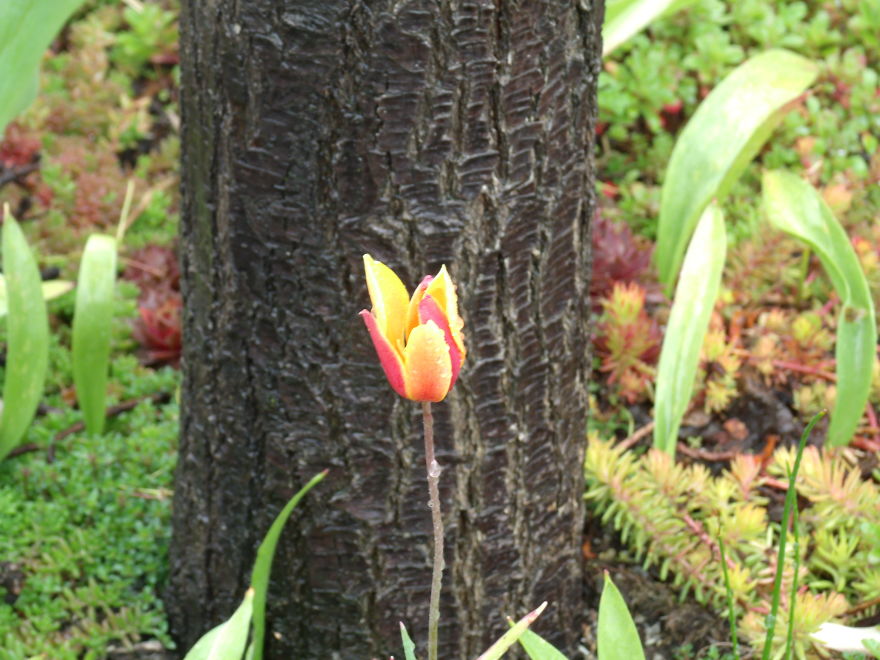 I Love Miniature Gardens!