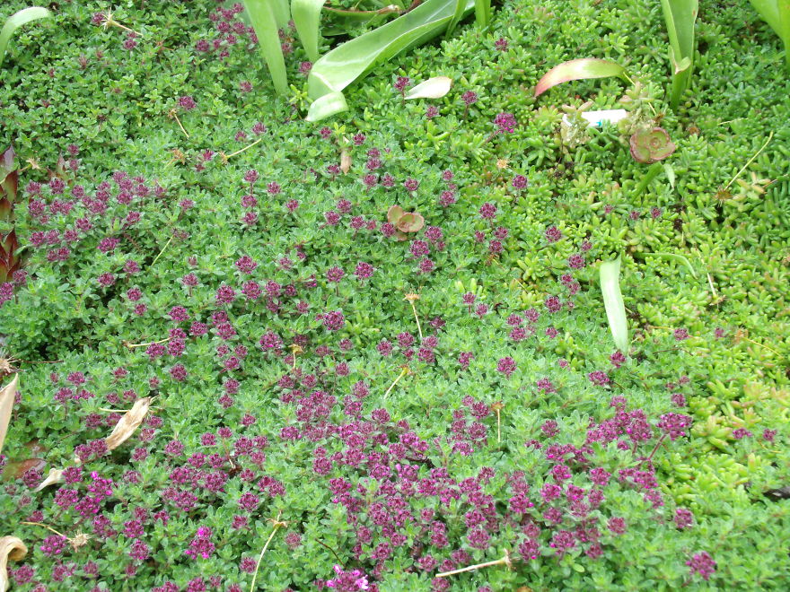 I Love Miniature Gardens!