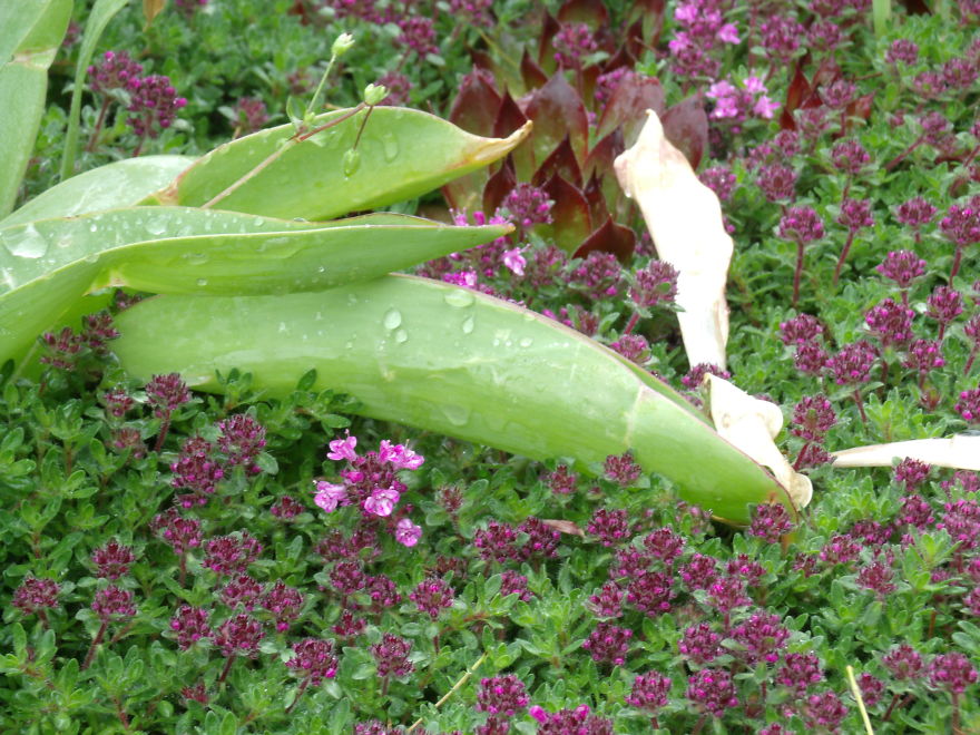 I Love Miniature Gardens!