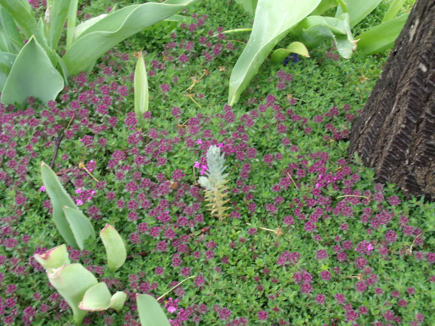 I Love Miniature Gardens!