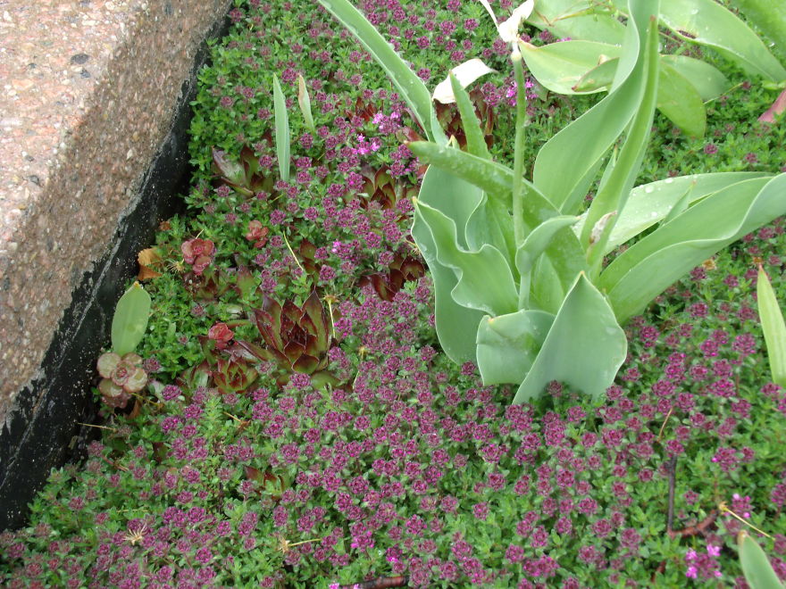 I Love Miniature Gardens!