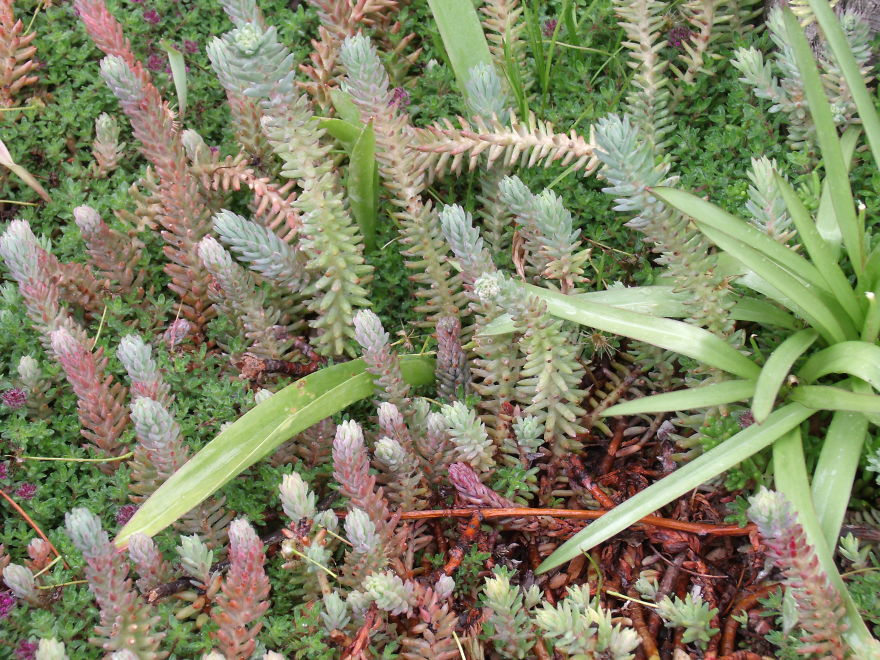 I Love Miniature Gardens!