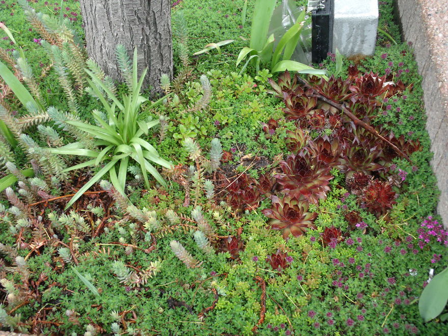 I Love Miniature Gardens!