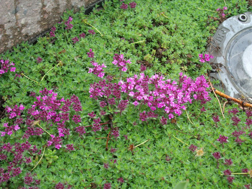 I Love Miniature Gardens!