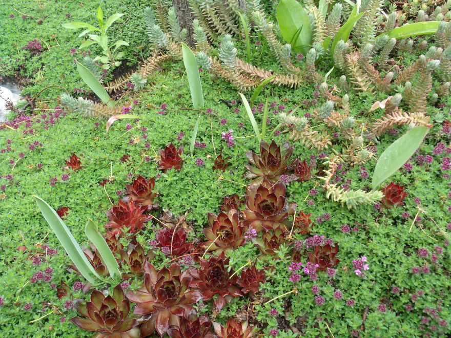 I Love Miniature Gardens!