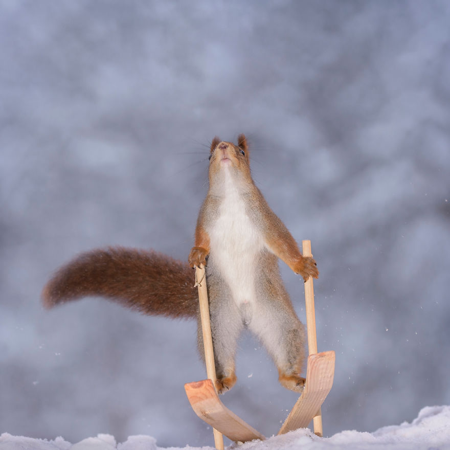 Squirrel Winter Olympics