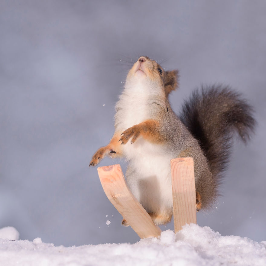 Squirrel Winter Olympics Squirrel Winter Olympics