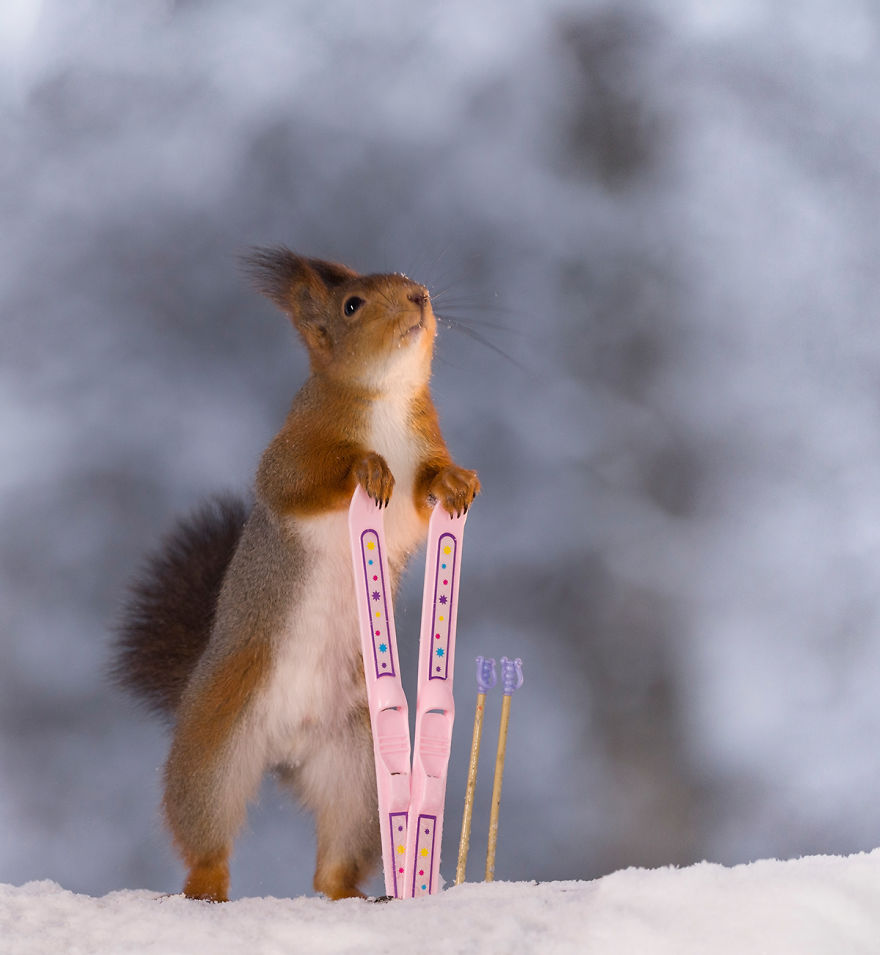 Squirrel Winter Olympics Squirrel Winter Olympics