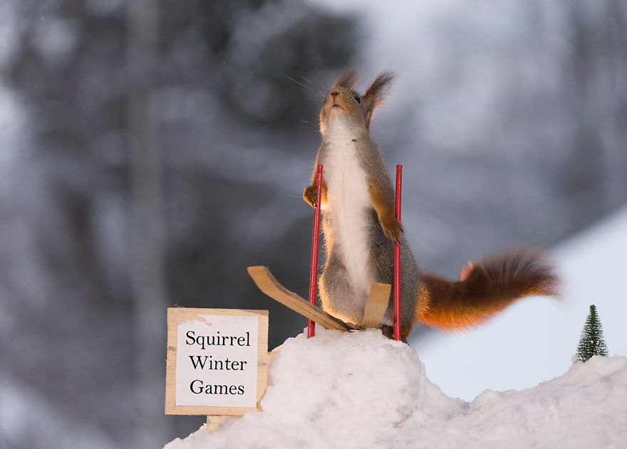 Squirrel Winter Olympics Squirrel Winter Olympics