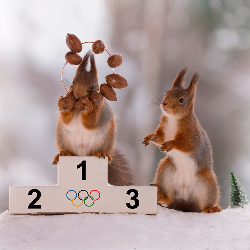 Squirrel Winter Olympics Squirrel Winter Olympics