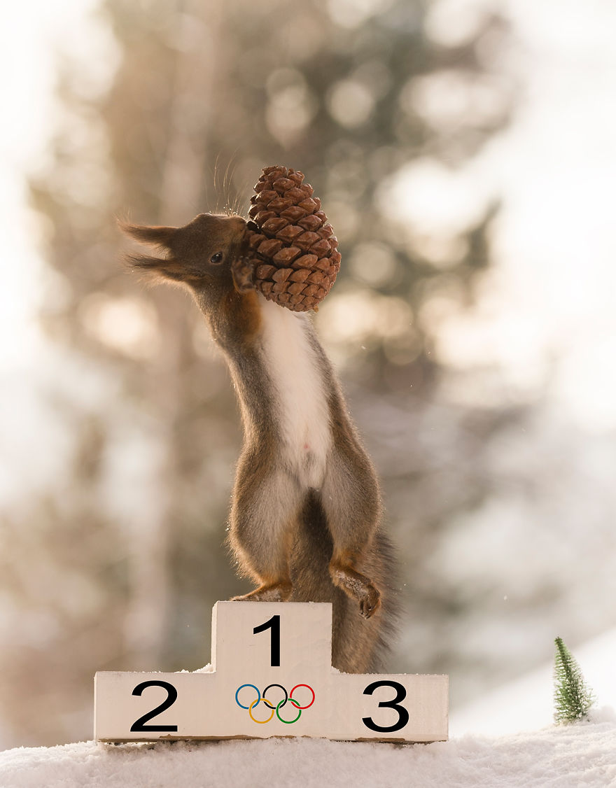 Squirrel Winter Olympics