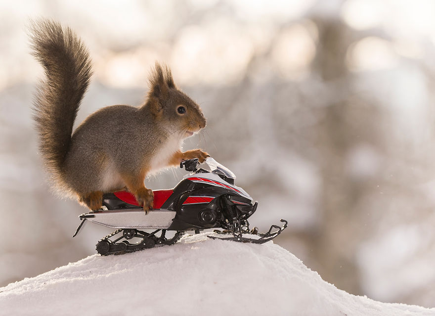 Squirrel Winter Olympics Squirrel Winter Olympics