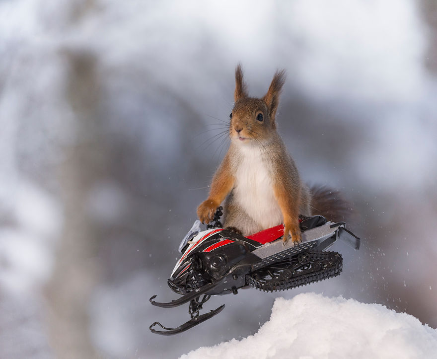 Squirrel Winter Olympics Squirrel Winter Olympics