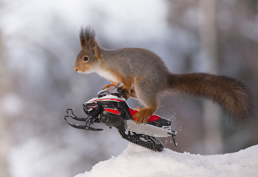 Squirrel Winter Olympics