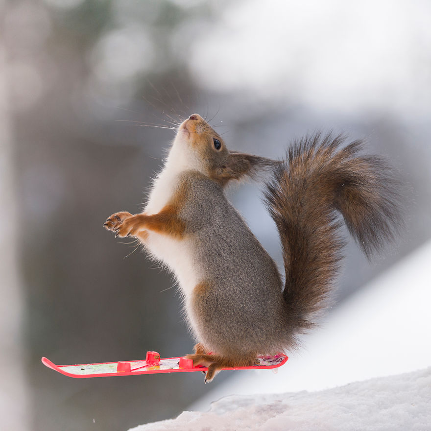 Squirrel Winter Olympics Squirrel Winter Olympics