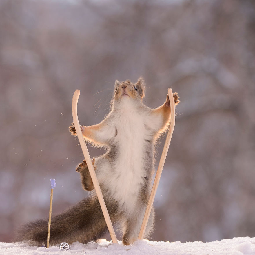 Squirrel Winter Olympics