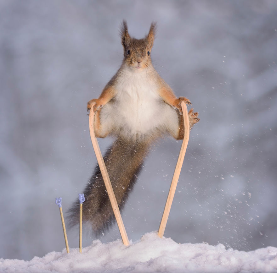 Squirrel Winter Olympics Squirrel Winter Olympics