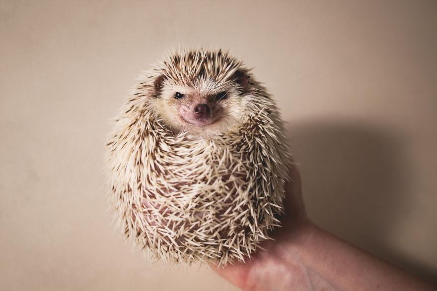 Hangry Haru The Hedgehog Hangry Haru The Hedgehog