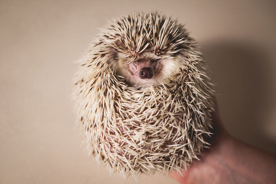 Hangry Haru The Hedgehog Hangry Haru The Hedgehog