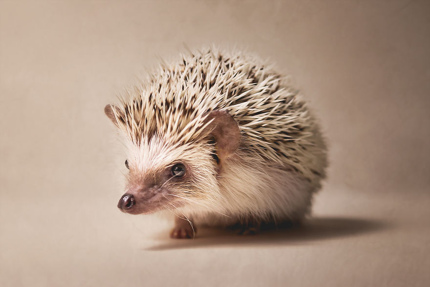 Hangry Haru The Hedgehog Hangry Haru The Hedgehog