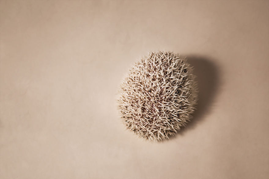 Hangry Haru The Hedgehog