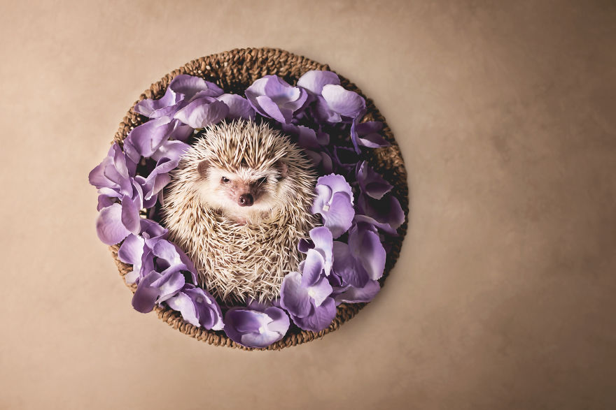 Hangry Haru The Hedgehog