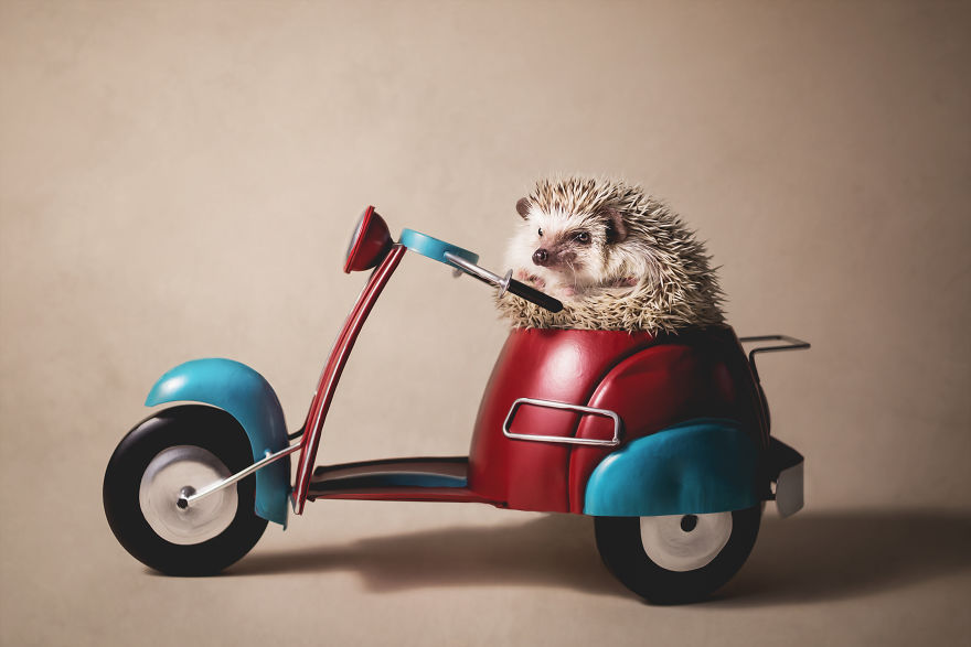 Hangry Haru The Hedgehog