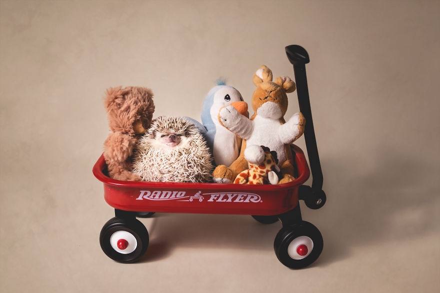 Hangry Haru The Hedgehog