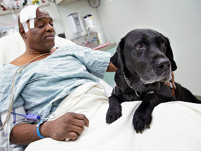 The Dog Named Orlando Saved A Life Of His Blind Owner. He Attempted To Stop His Unconscious Owner From Falling Onto The New York City Subway Tracks. Both Fell But Escaped Injury