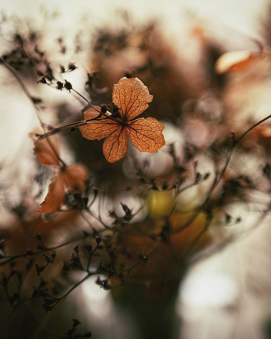 Hi I'm Grace And I Paint With My Camera