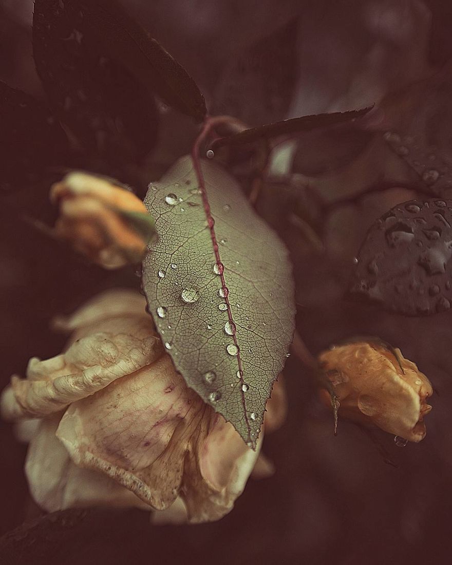 Hi I'm Grace And I Paint With My Camera