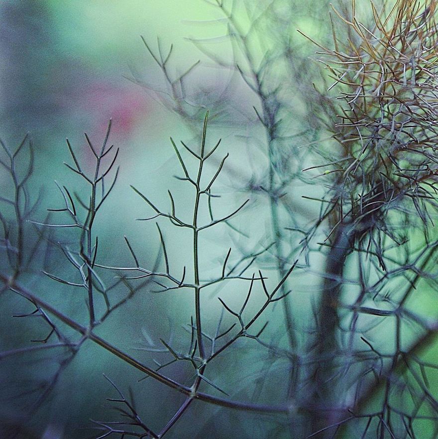 Hi I'm Grace And I Paint With My Camera