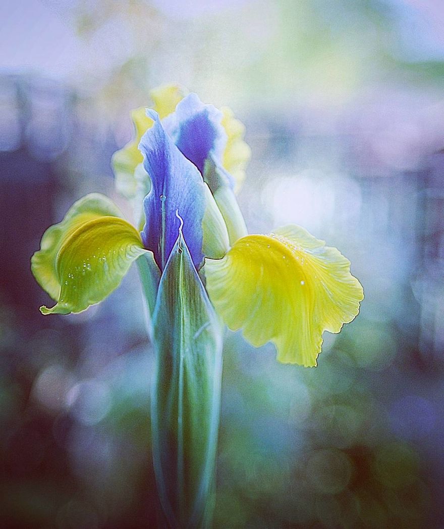 Hi I'm Grace And I Paint With My Camera