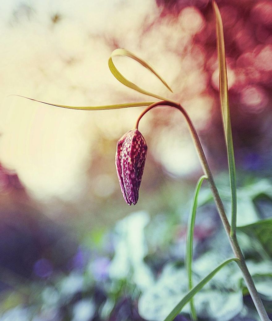 Hi I'm Grace And I Paint With My Camera