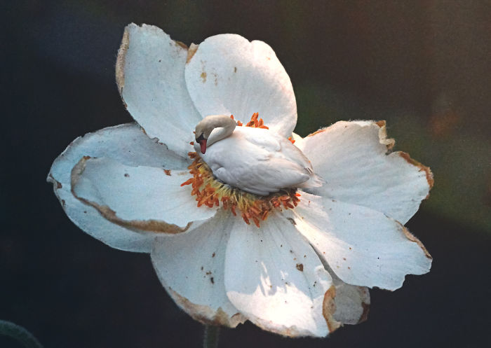 Love Is The Swanswer