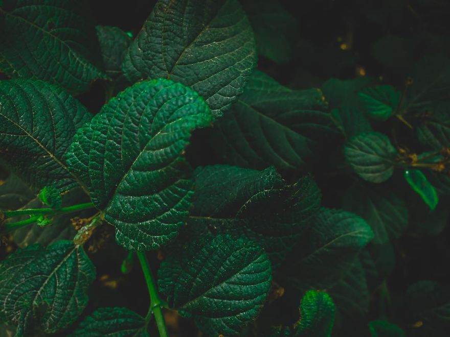 I Have Been Taking Pictures With My Iphone 5s, And Here Are Some Of My Photographs !