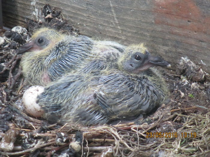 Twins - 2 Pigeons, Unusually And Successfully Hatched From A Single Egg On My Windowledge - The Unhatched Egg Remained In The Nest For A Number Of Days Before Being Ejected.