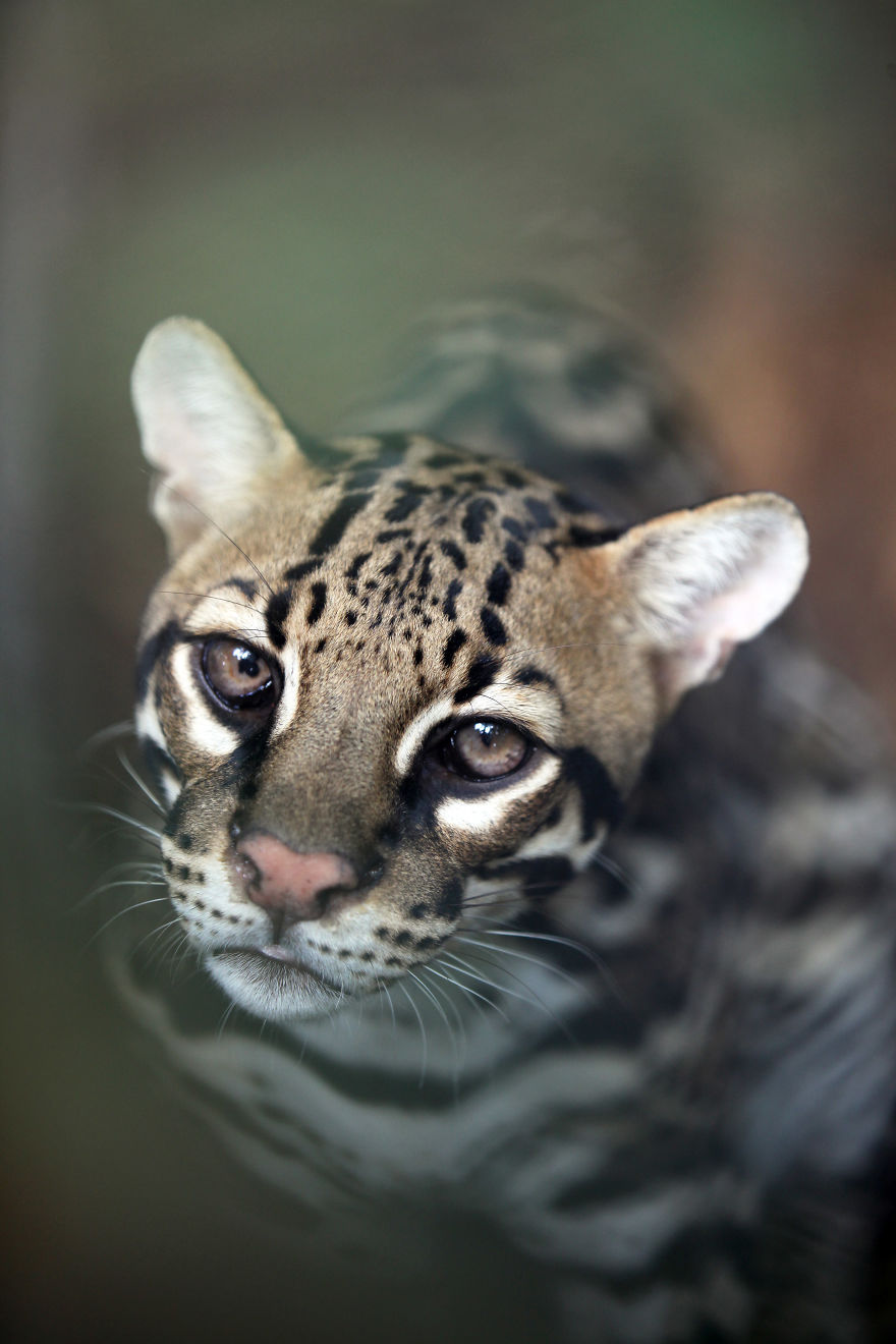 Why I'm Taking My 8 Year Old Daughter With Autism To The Forests Of The World