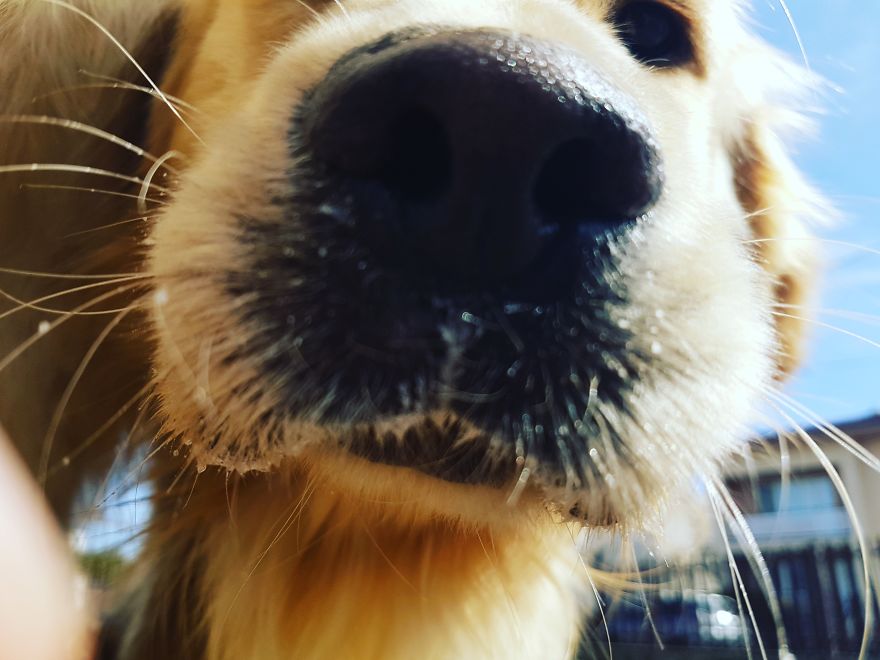 Let´s Spread Happy And Positive Mood By Our Photos With Our Golden Max Let´s Spread Happy And Positive Mood By Our Photos With Our Golden Max