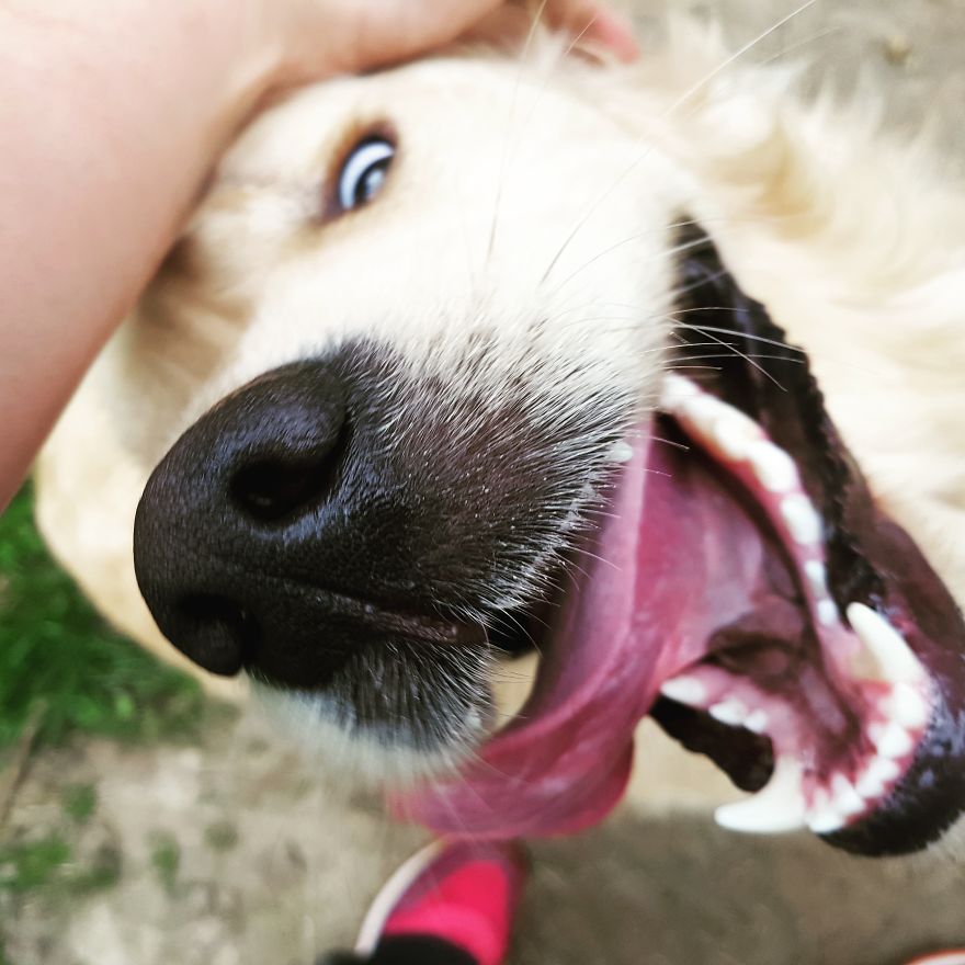 Let´s Spread Happy And Positive Mood By Our Photos With Our Golden Max